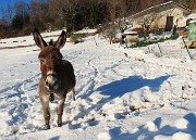 25 Bell'asinello al mio richiamo si avvicina